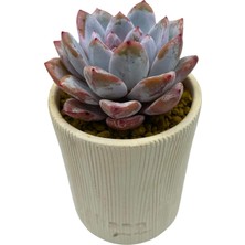 Haangarden Echeveria Changce / Sukulent