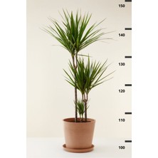 Garden Online Dracaena Marginata Xl - Madagaskar Dragon Ağacı Üç Gövdeli Canlı Salon Bitkisi 130 - 150 cm