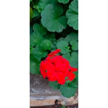 Aydoğdu Bronhlum Kırmızı Sardunya 20/30CM