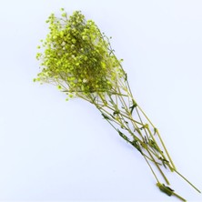 Gurmender Kuru Çiçek  Kurutulmuş Çiçek  Cipso 40 cm 20 gr Sarı