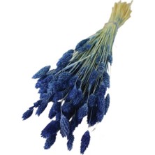 Gurmender Kuru Çiçek Kuş Otu Şoklanmış Kurutulmuş 40 cm 120 Gram Mavi