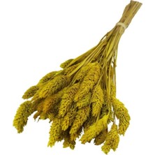 Depposite Kuru Çiçek Kuş Otu Şoklanmış Kurutulmuş 40 cm 120 Gram Sarı