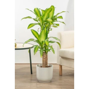 Garden Online Dracaena Fragrans Massengena - Massengena Iki Gövdeli Canlı Salon Bitkisi 120 - 130 cm