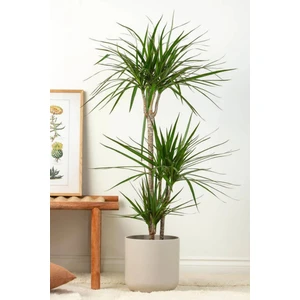 Garden Online Dracaena Marginata Xl - Madagaskar Dragon Ağacı Üç Gövdeli Canlı Salon Bitkisi 130 - 150 cm