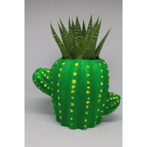 Cactus Garden Kaktus Saksı + Canlı Kaktus Veya Sukulent Bitki