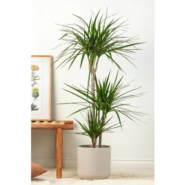 dracena lemon lime Dracaena - Lemon Lime main image 0