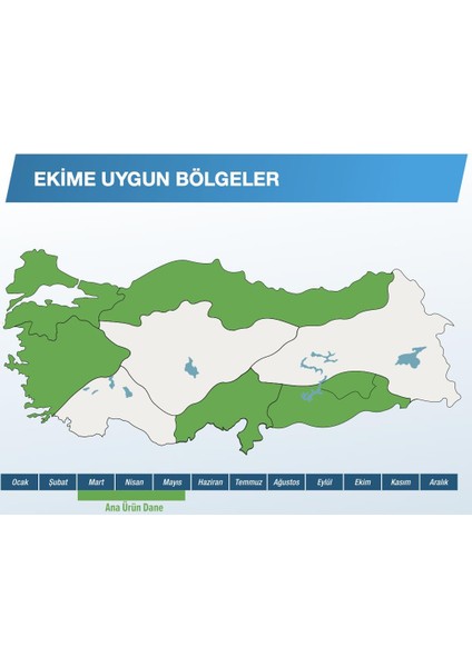 6897 Danelik Mısır Tohumu