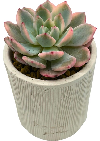 Echeveria Monreo Var. / Sukulent