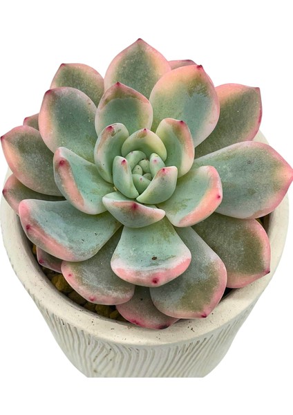 Echeveria Monreo Var. / Sukulent fiyatları
