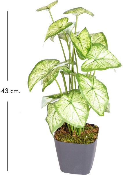 Saksıda Yapay Bitki Syngonium-Melek Kanadı Gerçek Dokulu 18 Yaprak Ye modelleri