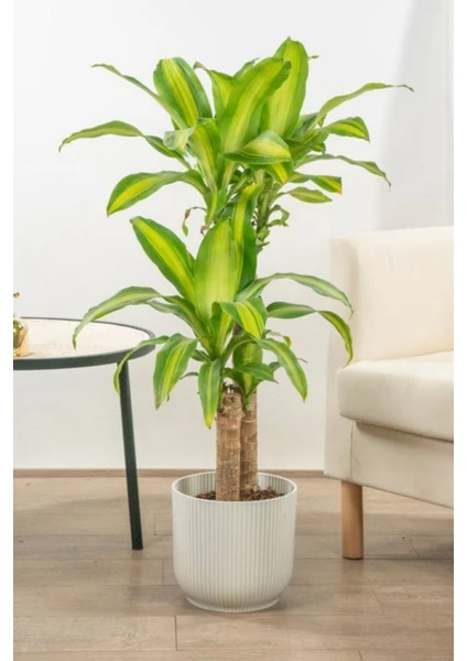 Garden Online Dracaena Fragrans Massengena - Massengena Iki Gövdeli Canlı Salon Bitkisi 120 - 130 cm