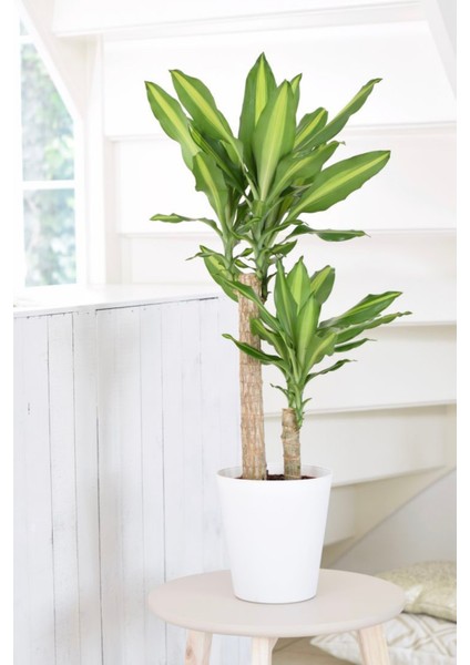 Garden Online Dracaena Fragrans Massengena - Massengena Iki Gövdeli Canlı Salon Bitkisi 120 - 130 cm