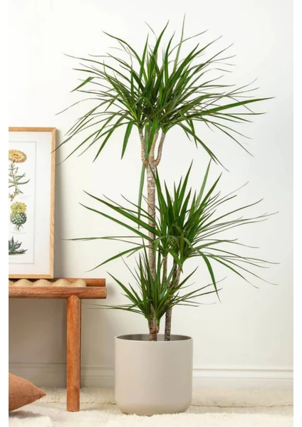 Garden Online Dracaena Marginata Xl - Madagaskar Dragon Ağacı Üç Gövdeli Canlı Salon Bitkisi 130 - 150 cm