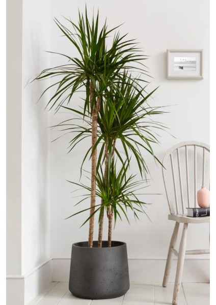 Garden Online Dracaena Marginata Xl - Madagaskar Dragon Ağacı Üç Gövdeli Canlı Salon Bitkisi 130 - 150 cm