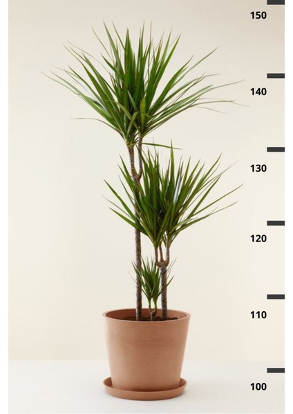 Garden Online Dracaena Marginata Xl - Madagaskar Dragon Ağacı Üç Gövdeli Canlı Salon Bitkisi 130 - 150 cm