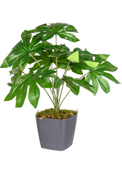 Saksı Da Yapay Bitki Fatsia-Japon Çınarı Gerçek Dokulu 9 Yaprak Yeşil