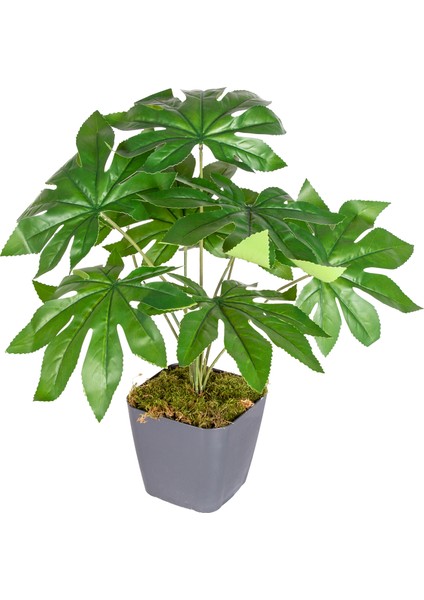 Saksı Da Yapay Bitki Fatsia-Japon Çınarı Gerçek Dokulu 9 Yaprak Yeşil modelleri