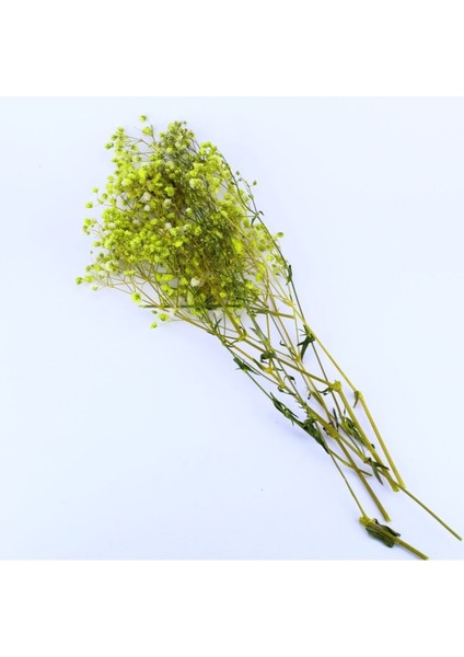 Kuru Çiçek Kurutulmuş Çiçek Cipso 40 cm 20 gr Sarı