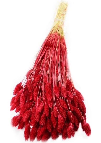 VİP Kuru Çiçek Kuş Otu Şoklanmış Kurutulmuş 40 cm 120 Gram Kırmızı
