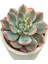 Echeveria Monreo Var. / Sukulent 2
