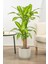 Garden Online Dracaena Fragrans Massengena - Massengena Iki Gövdeli Canlı Salon Bitkisi 120 - 130 cm 1