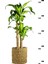 Garden Online Dracaena Fragrans Massengena - Massengena Iki Gövdeli Canlı Salon Bitkisi 120 - 130 cm 3