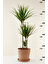 Garden Online Dracaena Marginata Xl - Madagaskar Dragon Ağacı Üç Gövdeli Canlı Salon Bitkisi 130 - 150 cm 3