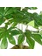 Saksı Da Yapay Bitki Fatsia-Japon Çınarı Gerçek Dokulu 9 Yaprak Yeşil 2