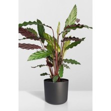 Garden Online Calathea Rufibarba Wavestar - Kalatya Dua Çiçeği Canlı Salon Bitkisi 40 - 50 cm