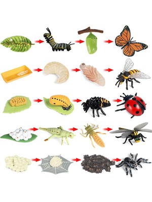 Decisive Kelebek Örümcek Arı Uğur Böceği Yusufçuk Yaşam Döngüsü Figürleri, Plastik Böcek Böcek Figürleri Oyuncak, Çocuklar Için Okul Projesi (Yurt Dışından)