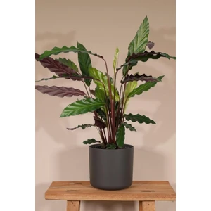 Garden Online Calathea Rufibarba Wavestar - Kalatya Dua Çiçeği Canlı Salon Bitkisi 40 - 50 cm