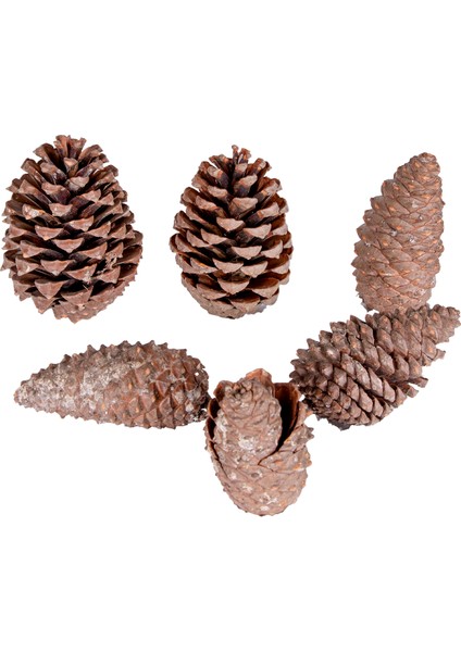 Kozalak 6'lı Paket 8 - 13 cm