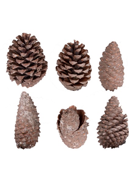 Kozalak 6'lı Paket 8 - 13 cm fiyatları