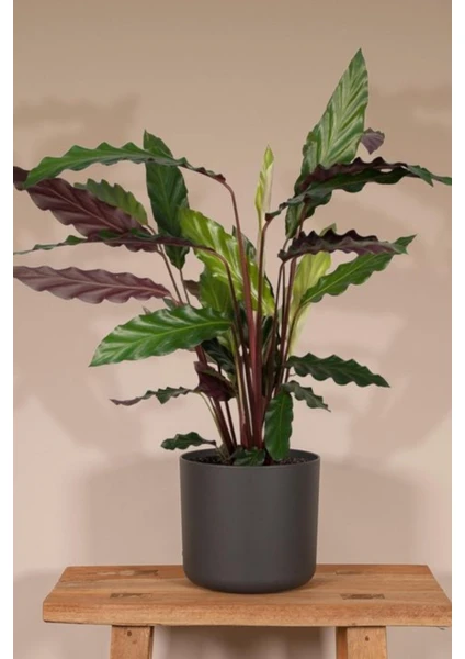 Garden Online Calathea Rufibarba Wavestar - Kalatya Dua Çiçeği Canlı Salon Bitkisi 40 - 50 cm