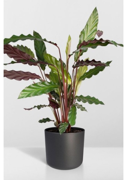 Garden Online Calathea Rufibarba Wavestar - Kalatya Dua Çiçeği Canlı Salon Bitkisi 40 - 50 cm