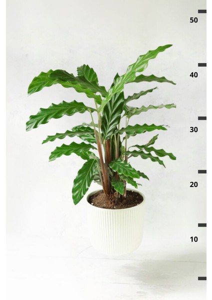 Garden Online Calathea Rufibarba Wavestar - Kalatya Dua Çiçeği Canlı Salon Bitkisi 40 - 50 cm