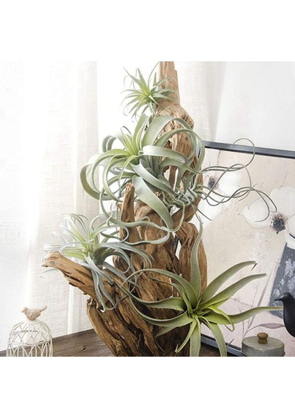 8 Paket Yapay Ananas Çim Hava Bitkileri Sahte Çiçekler Sahte Akın Tillandsia Bromeliads Ev Bahçe Dekor (Yurt Dışından)
