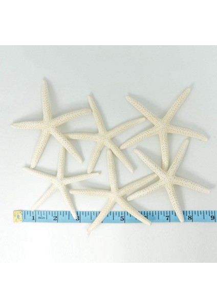 12PCS Beyaz Parmak Denizyıldızı 5-10CM Dekoratif Beş Parmak Denizyıldızı (Yurt Dışından) indirimleri