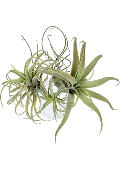 16 Paket Yapay Ananas Çim Hava Bitkileri Sahte Çiçekler Sahte Akın Tillandsia Bromeliads Ev Bahçe Dekor (Yurt Dışından)