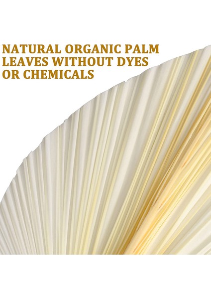 Beyaz Kurutulmuş Palmiye Yaprakları - Üstün Kalite - 3 Parça Zarif Modern ve Düğün Dekoru - Duvar Sanatı (Yurt Dışından) fırsatları