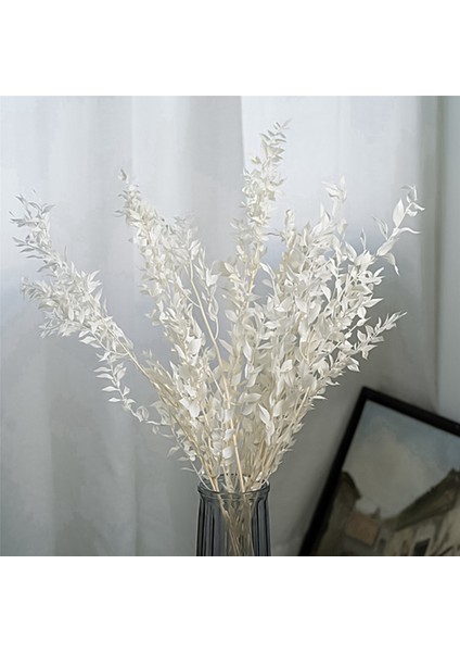 24 Adet 45 cm Kurutulmuş Sonsuza Kadar Korunmuş Ruscus Çiçekler Dıy Çiçek Dekorasyon Kuru Çiçek Buketi Düğün Ev Dekor Için (Yurt Dışından) fırsatları