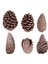 Kozalak 6'lı Paket 8 - 13 cm 2