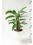 Garden Online Calathea Rufibarba Wavestar - Kalatya Dua Çiçeği Canlı Salon Bitkisi 40 - 50 cm 4