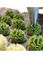 Bakeware Muffin Kek Fırın Tepsisi 15 Delikli Kek Kalıbı Yapışmaz Pişirme Yemekleri Karbon Çelik Fırın Tepsileri Pasta Aracı(A) (Yurt Dışından) 2