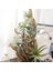 8 Paket Yapay Ananas Çim Hava Bitkileri Sahte Çiçekler Sahte Akın Tillandsia Bromeliads Ev Bahçe Dekor (Yurt Dışından) 3