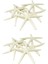 24PCS Beyaz Parmak Denizyıldızı 5-10CM Dekoratif Beş Parmak Denizyıldızı (Yurt Dışından) 1