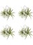 16 Paket Yapay Ananas Çim Hava Bitkileri Sahte Çiçekler Sahte Akın Tillandsia Bromeliads Ev Bahçe Dekor (Yurt Dışından) 1