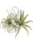 16 Paket Yapay Ananas Çim Hava Bitkileri Sahte Çiçekler Sahte Akın Tillandsia Bromeliads Ev Bahçe Dekor (Yurt Dışından) 5
