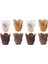 Cupcake Kalıpları, 1000 Adet Lale Pişirme Bardak Muffin Bardak Cupcake Gömlekleri Doğum Günü Duş Partisi Için Muffin Kutuları (Yurt Dışından) 5