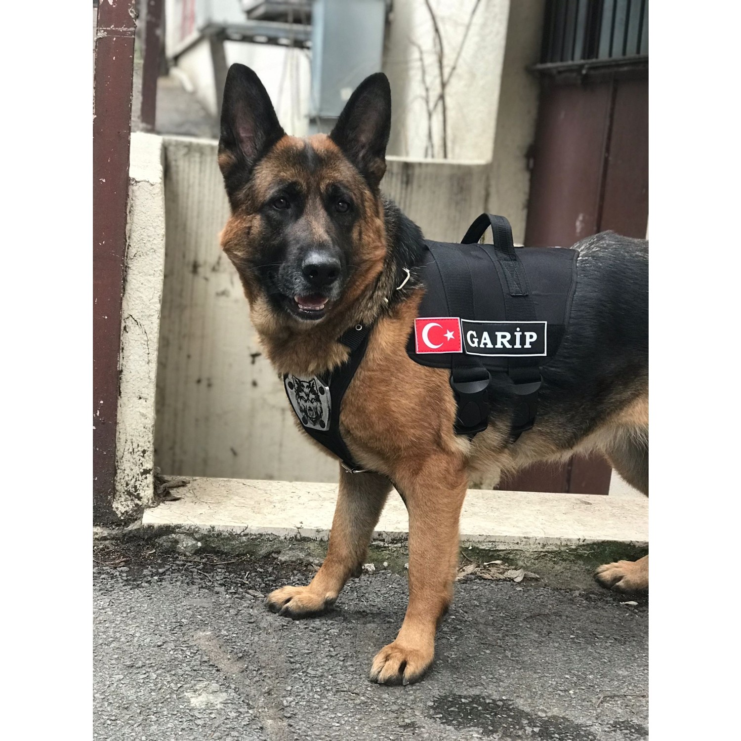 Tasma MG Tasma Kişiye Özel, Isimli K9 Köpek Tasması, Göğüs ve Sırt Fiyatı